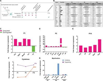 The Cerebrospinal Fluid Inflammatory Response to Preterm Birth